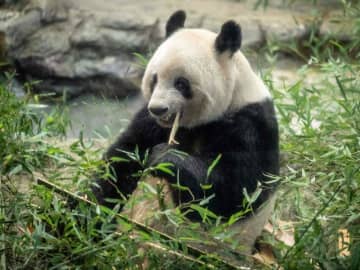 中国ジャイアントパンダ保護研究センターは、東京・上野動物園を出発したジャイアントパンダの「シャンシャン」が北京時間21日午後5時15分、成都双流国際空港に到着したと発表しました。 