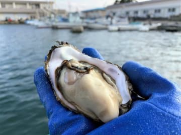 収穫したカキ。ふっくら、ぷりぷりの身は海の栄養がたっぷり＝新安浦港