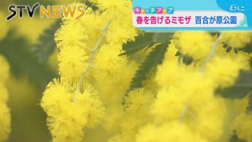 【ヨーロッパでは春を告げる花】ミモザ見ごろ　札幌市北区の百合が原公園