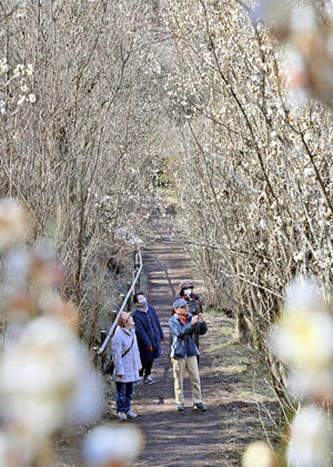 爽やかな香りを漂わせ、訪れた人を楽しませる梅の花＝28日午前、福島市・花見山公園