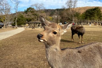 奈良公園でシカにかまれたという台湾人女性の投稿が話題になっている。