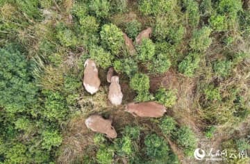 雲南省プーアル市寧洱ハニ族イ族自治県のアジアゾウ監視員がこのほど、野生アジアゾウの群れを追跡調査し、エサを探したり、眠ったりする様子を撮影した。