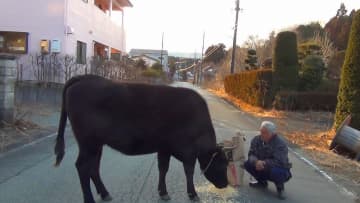 牛に餌をやるナオト（「劇場版ナオト、いまもひとりっきり」の一場面）