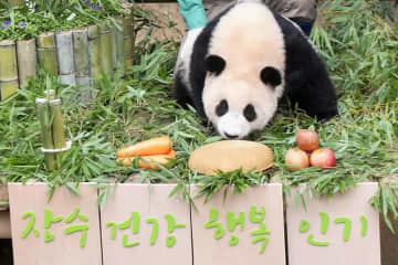 6日、韓国・マネートゥデイは、日本で生まれ育ったパンダ中国に返還されたことで、韓国で生まれ育ったメスのパンダにも注目が集まっていると伝えた。写真は中国のパンダ保護研究センターのウェイボーより。