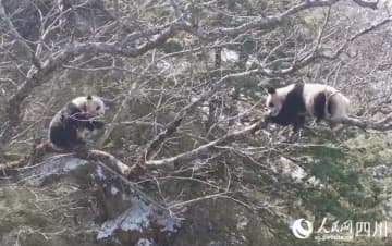 四川省広元市青川県にあるジャイアントパンダ国家公園唐家河片区で3日、職員の馬文虎さんと同行したするテレビ局のスタッフが、雄のジャイアントパンダが木の上で雌に求愛を試みる様子を捉えた。