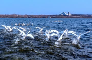 白鳥100羽以上がこのほど、河南省安陽市湯陰県の湯河国家湿地公園に飛来し、まるでリアル版「白鳥の湖」のような美しい白鳥の姿を目にすることができる。