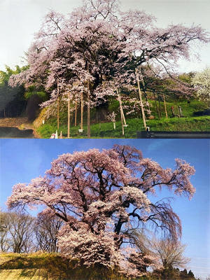 （写真上）田村市・是哉寺の「地蔵桜」、（写真下）郡山市の天神夫婦桜