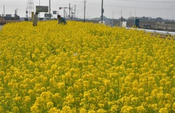 中央分離帯で育成し見頃を迎えた菜の花=潮来市延方西