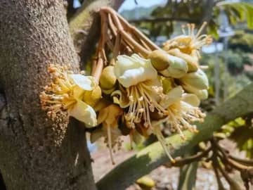 海南省三亜市にある育才生態エリアドリアン拠点の約93．3ヘクタールの土地に植えられたドリアンが、このほど小さな実を付けた。今年6月には食べ頃になって市場に出回る見通しだ。