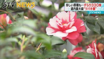 大輪の花が見事に　見ごろ迎えた「ツバキ展」札幌・百合が原公園