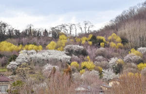 色づき始め間もなく花見の季節を迎える花見山。すでに海外などからの予約も入っている＝福島市