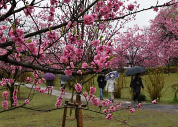 見頃を迎えたハナモモを楽しむ来園者=古河市鴻巣