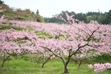 春らんまん、桃の花が見頃に　中国湖南省炎陵県