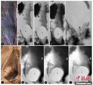 中国の西北地域でジュラ紀の被子植物の化石が発見された。写真は「美麗青甘寧果序」とその内部の胚珠・種子（中国科学院南京地質古生物研究所が提供）。