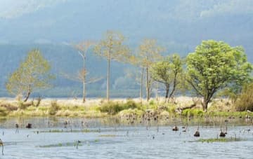 世界の気温が1．5～2℃上昇すれば、湿地の温室効果ガスの吸収機能が半分以上低下するという。写真は騰沖北海湿地。