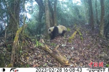 四川省の瓦屋山で野生のジャイアントパンダが頻繁に出没している。