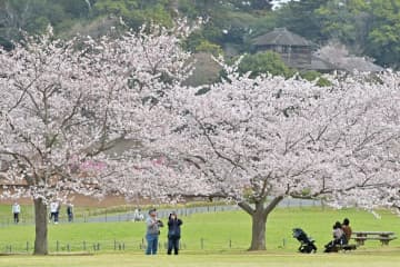 満開を迎えた偕楽園公園四季の原の桜。奥に好文亭を臨む=27日午前、水戸市千波町