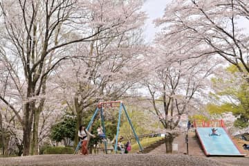 園内を包み込むように咲く県西総合公園の桜=27日午後、筑西市桑山