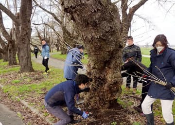 桜並木の枝切りに取り組む参加者