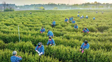 気温が上がり、中国各地の茶園の茶農家は今、第一陣となる春茶を予定通り出荷するため、急ピッチで作業を進めている。