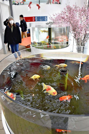 特別展示している「桜金魚」＝いわき市・アクアマリンふくしま