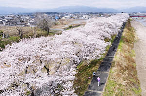 見頃を迎えた請戸川リバーラインの桜並木＝29日午前、浪江町（ドローン撮影）