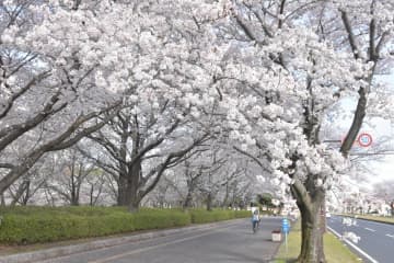 桜が見頃となり、花見スペースとして県が開放する県庁周辺歩道=水戸市笠原町