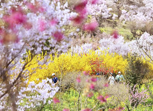 春の花々が咲き競い、来訪者を楽しませている花見山＝30日、福島市