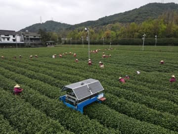 浙江省杭州市西湖区西湖龍井茶原産地1級保護区の茶園でこのほど、AI茶摘みロボットが導入され、稼働開始した。