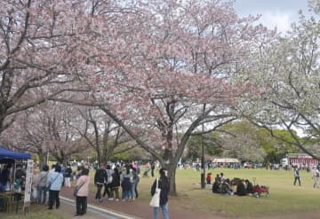 多くの家族連れでにぎわった下妻砂沼桜まつり=下妻市下妻丙