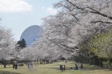 サクラが咲き誇る「たかはぎ桜まつり」会場=高萩市石滝