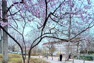 ドイツメディアのドイチェ・ヴェレ（中国語版）は2日、「日本の桜の木はどのようにしてドイツにやって来たのか」と題する記事を掲載した。写真はベルリンの桜。