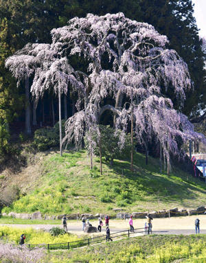 見頃を迎えた合戦場のしだれ桜。4日には満開になるという＝3日、二本松市