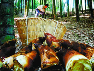 古くから「えぐみが少なく、やわらかい」と重宝される筍の収穫が始まった=4日、木津川市内