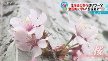 駆け足のサクラ前線　過去最速の開花予想　函館４月１３日　札幌１４日と予想