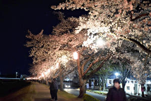 夜は幻想的なサクラを楽しむことができる ＝釈迦堂川河川敷