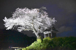 ライトアップが始まった小沢の桜