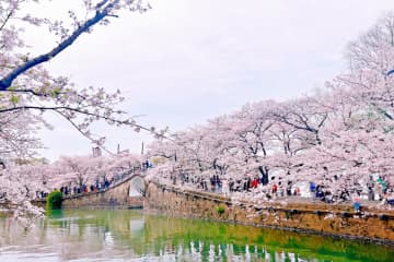 中国ではかつて、桜の花が評価されていなかった。しかし「日中友好」を願う日本の政府や民間団体が植樹を進めたことで、今では中国人にとって最も親しみある花だ。写真は無錫市内の桜の名所。