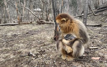 湖北省の神農架国家公園大竜潭キンシコウ野外研究基地は10日、ここ1カ月ほどの間に、同基地でキンシコウの赤ちゃんが4頭誕生したことを明らかにした。