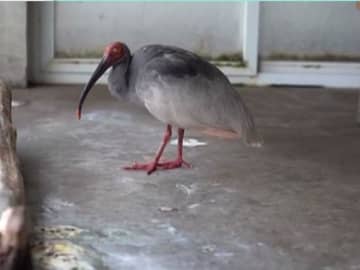 北京動物園で飼育されている世界最高齢のトキの「平平」が、このほど37歳の誕生日を迎えました。