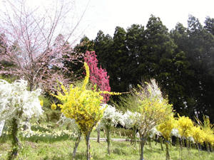 色とりどりの花々が咲き誇る雷神山