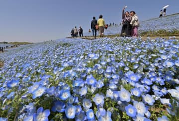 見頃を迎えた国営ひたち海浜公園のネモフィラ=13日、ひたちなか市馬渡