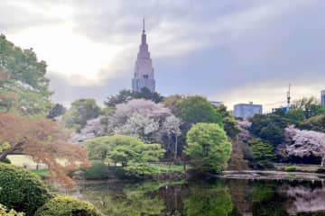 香港のタレントらが投稿した日本の動画に批判が殺到している。香港メディアの香港01などが報じている。写真は新宿御苑。