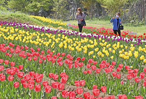 訪れる人の目を楽しませる色鮮やかなチューリップ＝13日午後、新地町