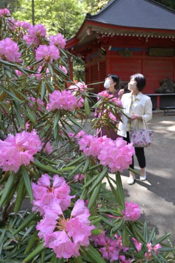 花園神社の境内で見頃を迎えたシャクナゲ=北茨城市華川町花園