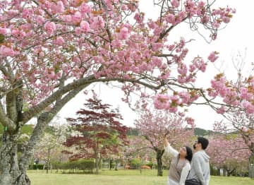 満開の八重桜を写真に収めて楽しむ来園者=那珂市静