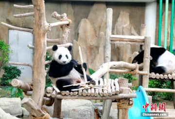 マレーシアの首都クアラルンプールにあるマレーシア国立動物園で現地時間15日、間もなく2歳の誕生日を迎えるジャイアントパンダの「昇誼」がエサを食べていた。