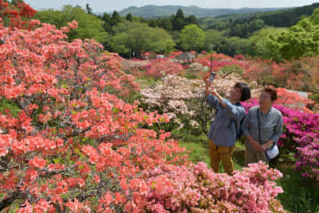 赤や白など色とりどりの見頃を迎えた笠間つつじ公園のツツジ=笠間市笠間