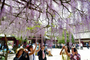 甘い匂いを漂わせる見頃の藤の花=笠間市笠間の笠間稲荷神社