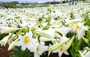 一面に広がる白いテッポウユリ＝22日、伊江村リリーフィールド公園（下地広也撮影）